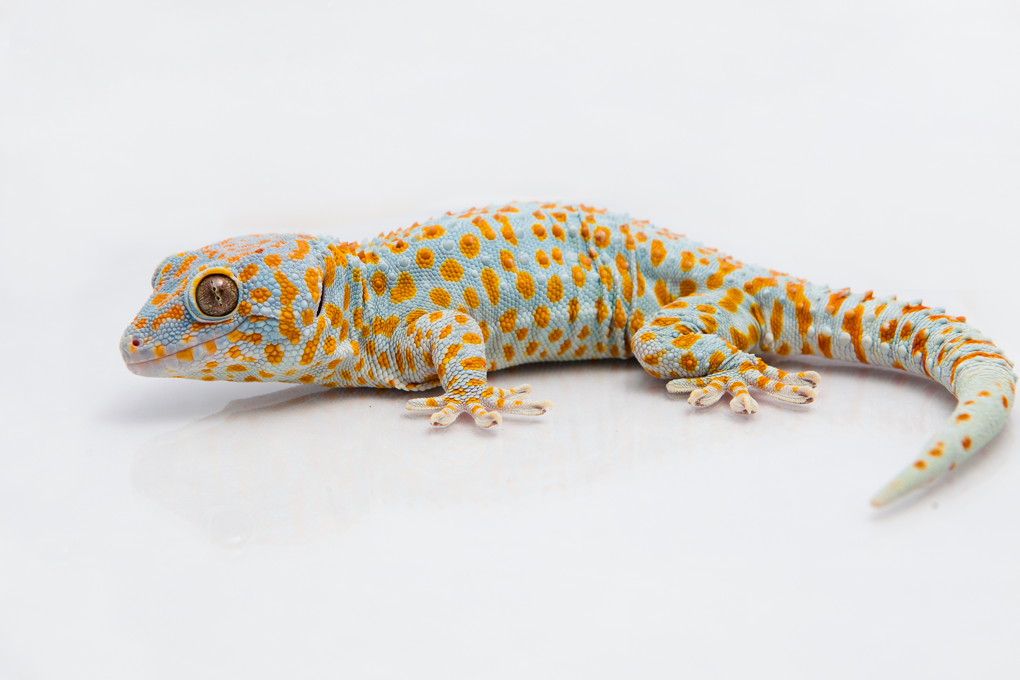 Tokay gecko (Gekko gecko) | Geckskin™