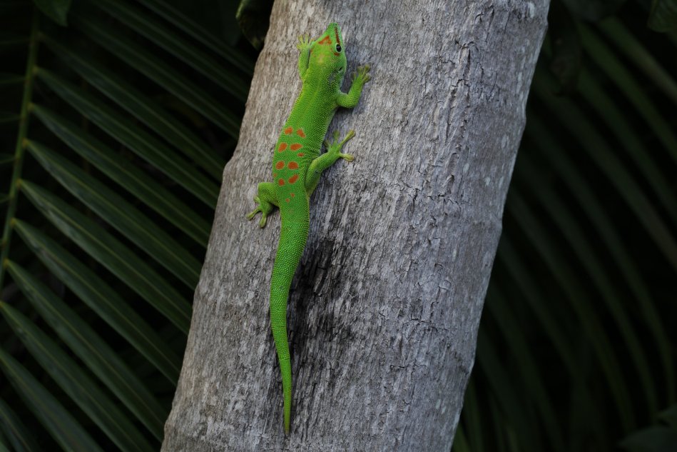 Day gecko (Phelsuma grandis)