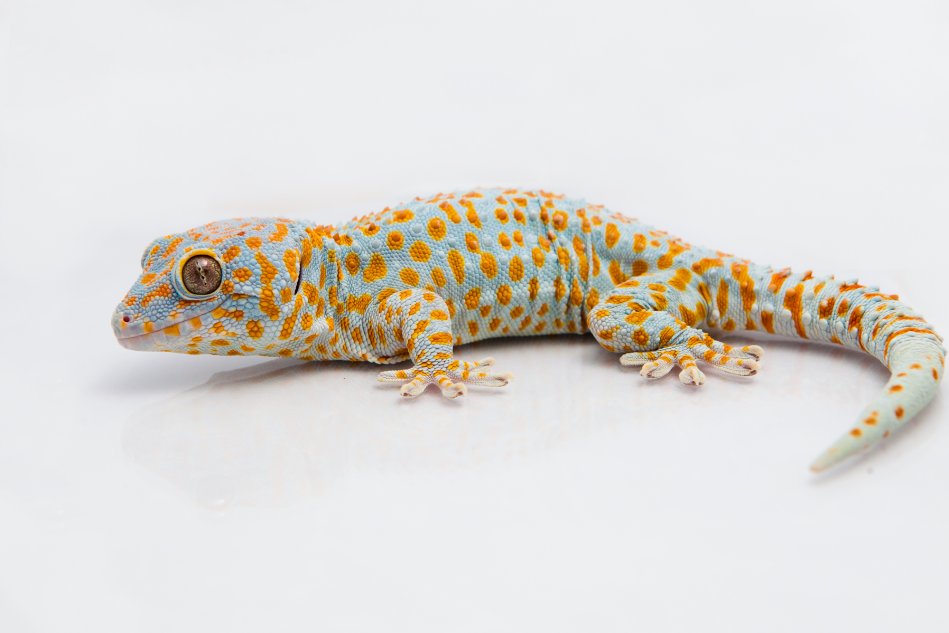 Tokay gecko (Gekko gecko)