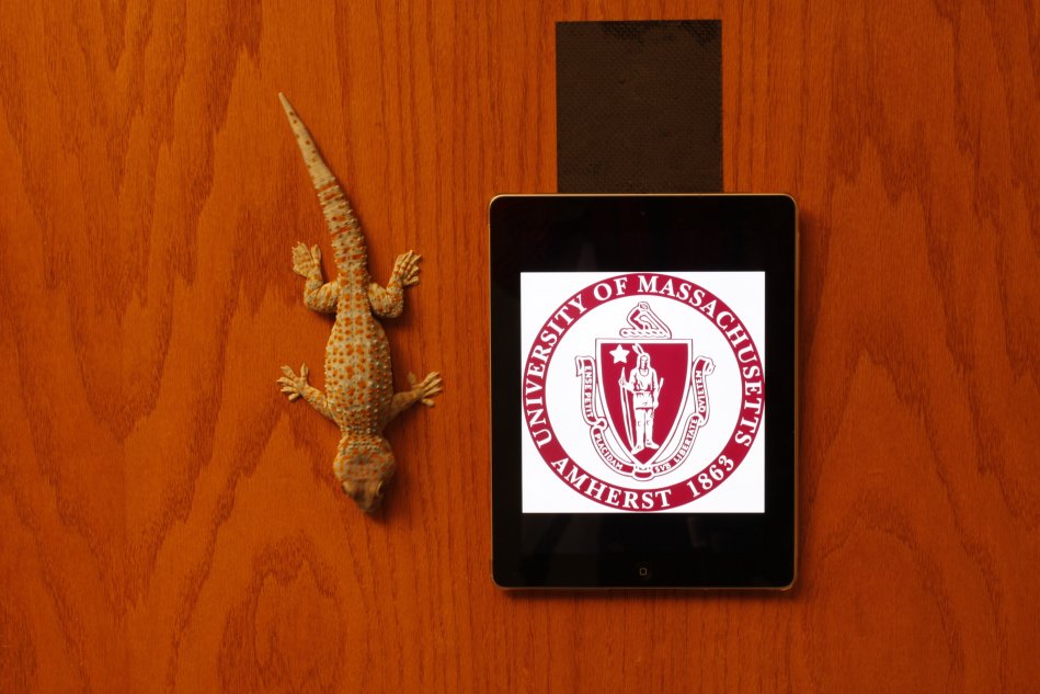 Tokay gecko (Gekko gecko) and an ipad hanging by a 4x4 inch piece of geckskin on a wooden door