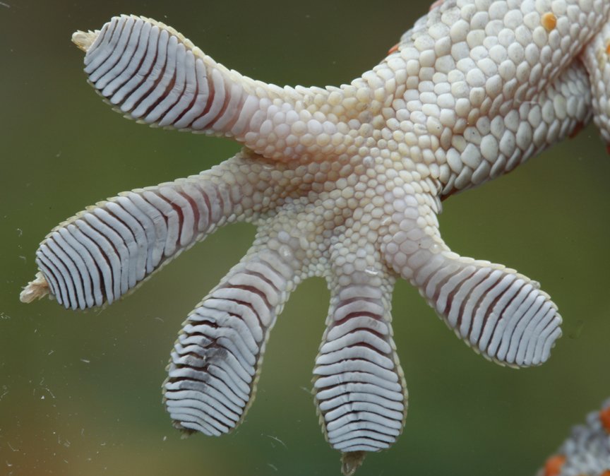 Tokay gecko (Gekko gecko) toepad