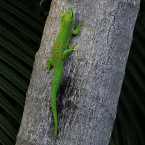 Day gecko (Phelsuma grandis)
