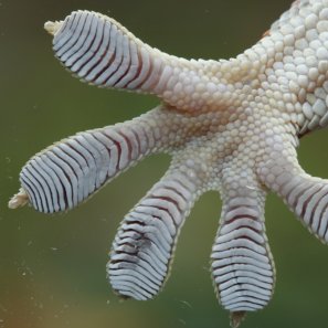 Tokay gecko (Gekko gecko) toepad